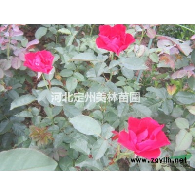 金葉蕕高度60公分冠幅30公分3分枝以上市場行情