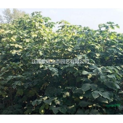 巨紫荊產地在哪里/哪里便宜/江蘇景曜生態基地直銷批發價格圖片