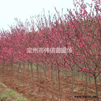 叢生紫荊 河北紫荊 紫荊價(jià)格 保定紫荊 定州紫荊