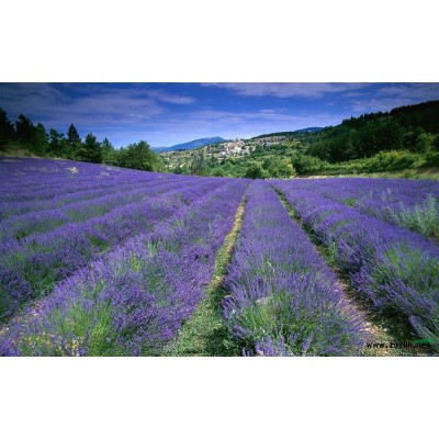 迎春，連翹，紫荊，山東連翹，青州連翹