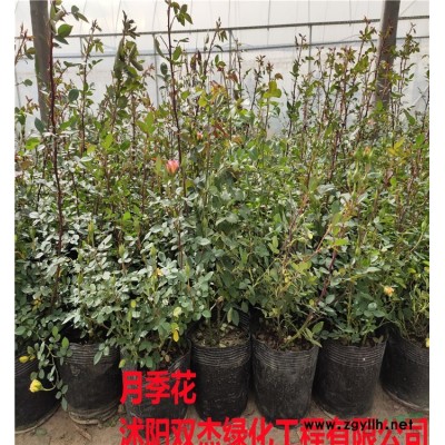 供應30-50公分高月季花  紅帽月季 豐花月季