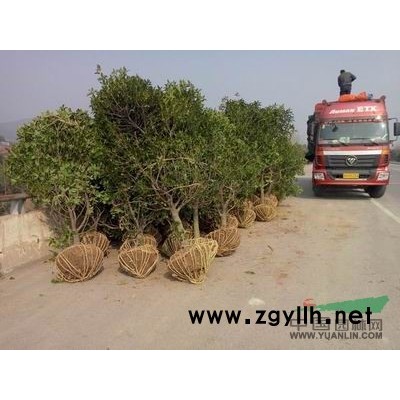 紫葉紫荊價格/南京湯泉正宗加拿大紫葉紫荊價格一覽