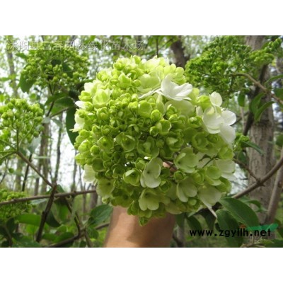 基地直銷(xiāo) 紅葉小檗 園林色塊綠化灌木 紫葉小檗 工程綠化 叢生地被色塊綠籬灌木根系好易成活