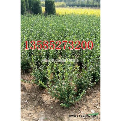 江蘇紅葉小檗扦插小苗價(jià)格，批發(fā)直銷紅葉小檗芽苗種苗價(jià)格圖片