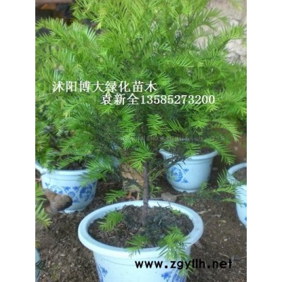 紅葉小檗扦插小苗