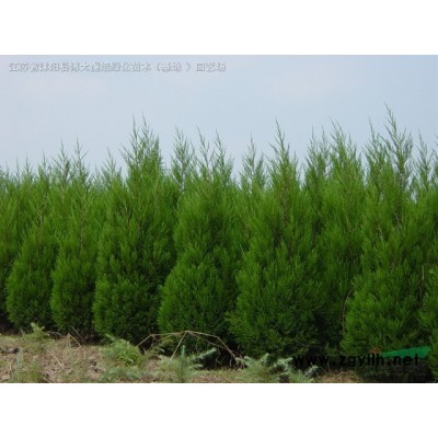 600萬棵紅葉小檗色塊苗苗農(nóng)低價(jià)優(yōu)質(zhì)供應(yīng)、紅葉小檗球/球型好