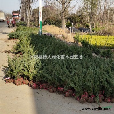 小葉女貞球紅葉石楠球海桐球火棘球紅葉小檗球龍柏球