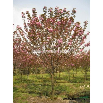 金森女貞,紅葉小檗、金葉女貞.云南黃馨.紅葉石楠.紅王子錦帶