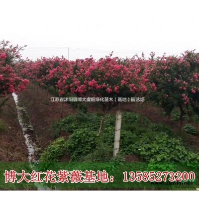 紅葉石楠、紅王子錦帶、紅葉小檗、金葉女貞、海桐、品種月季