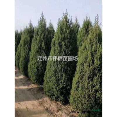 綠籬----【紅葉小檗】，紅葉小檗價(jià)格，河北紅葉小檗產(chǎn)地