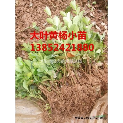 紅葉小檗價格，35公紅葉小檗小苗價格，40公分紅葉小檗價格