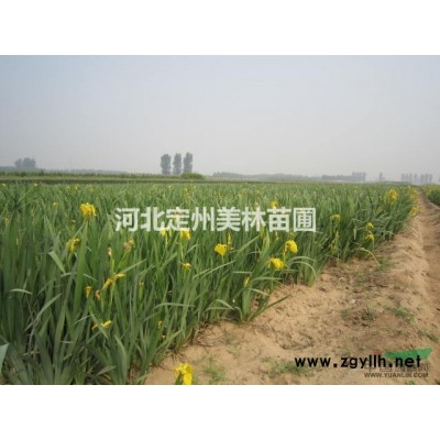 河北定州冠幅80-100公分紅葉小檗球價格