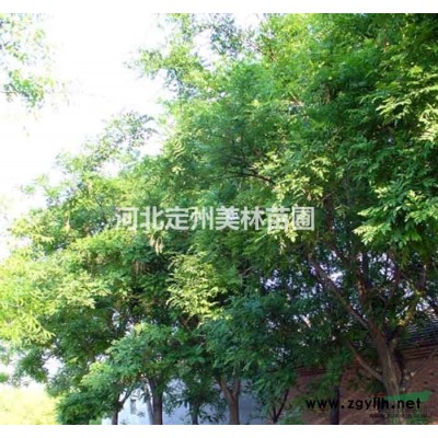 紅葉小檗、紫葉小檗苗、江蘇沭陽紅葉小檗。紅葉小檗基地