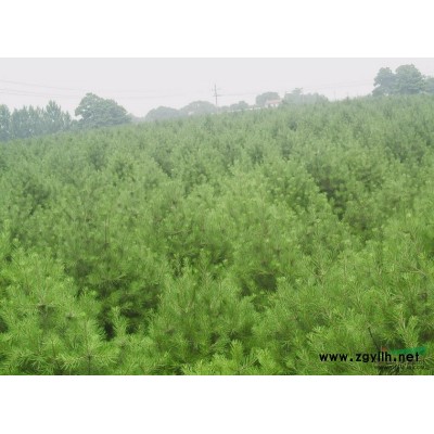 山東紅葉小檗苗