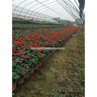 供應(yīng)草花大花萱草，八仙花，美女櫻，八寶景天，千屈菜，吉祥草
