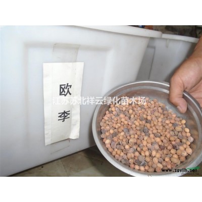 紅王子錦帶批發，紅王子錦帶直銷