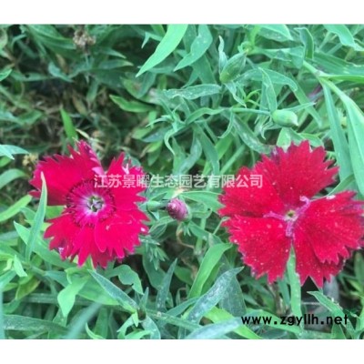 錦帶花產地在哪里/哪里便宜/江蘇景曜生態基地直銷批發價格圖片