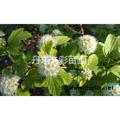 紅王子錦帶綠化苗木/公園綠化樹種/綠化灌木種類/庭院綠化植物