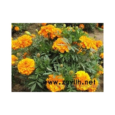 紅王子錦帶，紅王子錦帶價格，山東紅王子錦帶