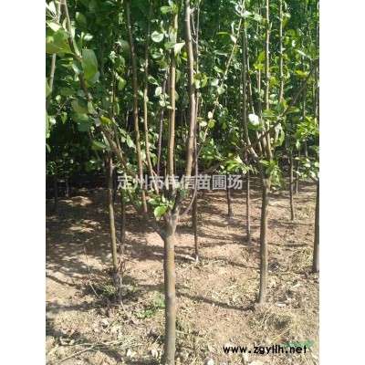1至1.2米叢生木槿苗圃直銷，河北叢生木槿報(bào)價(jià)