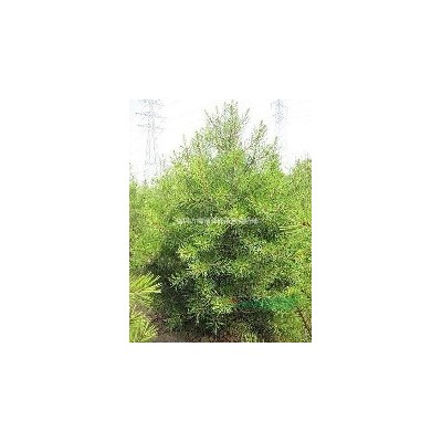 3公分木槿樹價格//山西3公分木槿價格=木槿樹供應信息