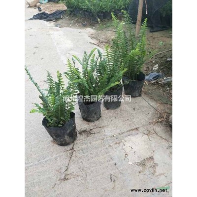 2021年福建宮粉紫荊批發(fā) 米徑8-12公分 價格300元-1000元 漳州公分紫荊新報價