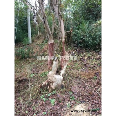 湖北高一米五冠一米五木槿180元  湖北木槿價(jià)格便宜