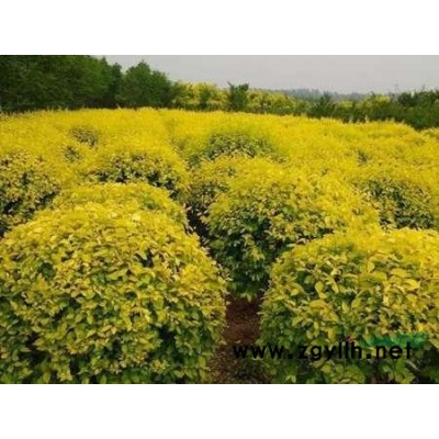 金葉蕕 金葉蕕價格