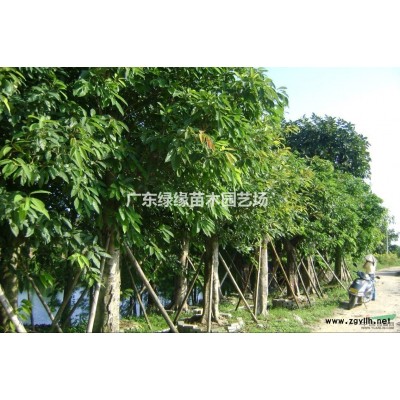 廣東紅花紫荊/哪里有紅花紫荊/哪里的紅花紫荊便宜