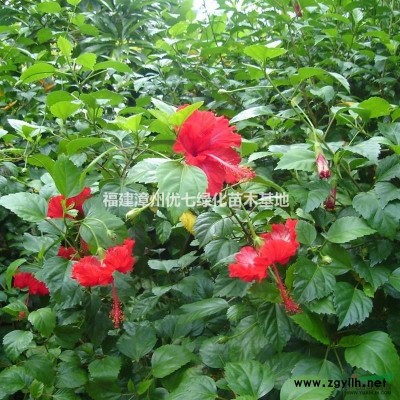 紅花紫荊樹價格，洋紫荊價格