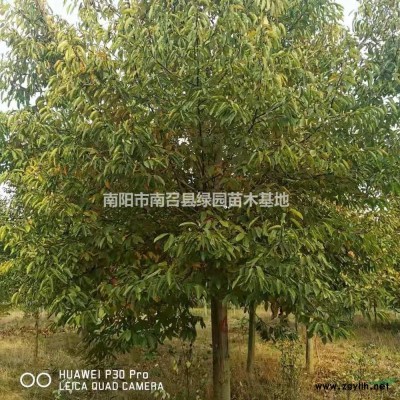 優(yōu)質(zhì)特價(jià)河南南陽(yáng)紫荊產(chǎn)地直銷(xiāo)