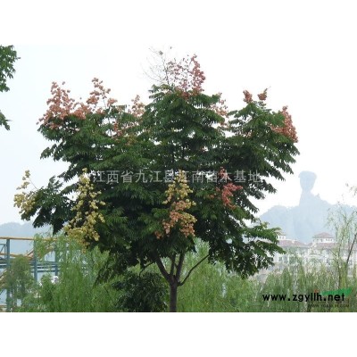 上饒紫荊，景德鎮紫荊，鷹潭紫荊，贛州紫荊