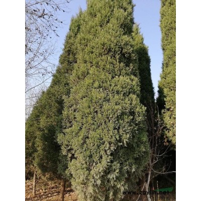 河南紫荊苗*新報價/紫荊苗圖片