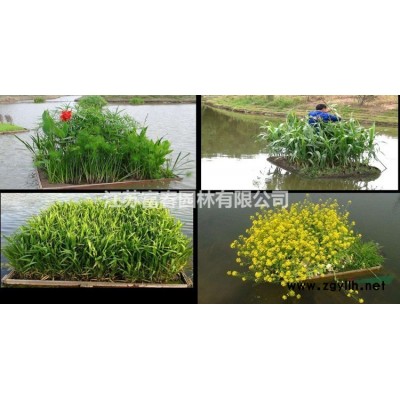 出售 紫葉小檗 園林工程綠化植物 公園造景灌木價(jià)格優(yōu)惠 紅葉小檗苗 庭院色塊綠籬植物彩葉灌木