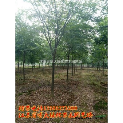 紅葉小檗容器苗