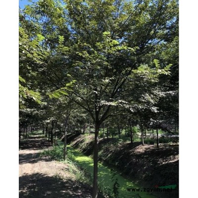 常年供應(yīng)優(yōu)質(zhì)紅葉小檗球 紅葉小擘小苗 苗圃基地批發(fā)