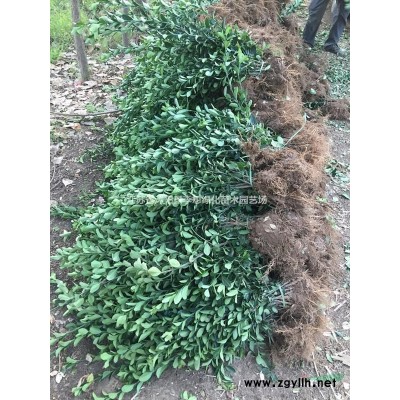 綠化苗木紅葉小檗床苗 紅葉小檗工程苗價格 紅葉小檗
