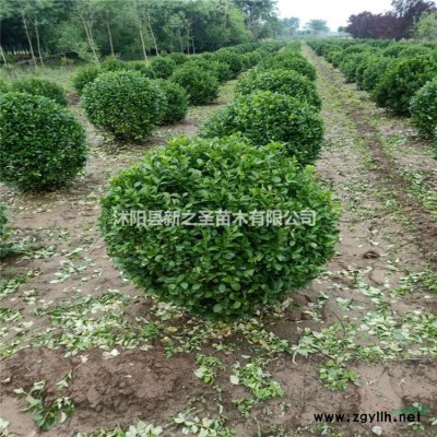 紅葉小檗大量批發 紅葉小檗苗基地