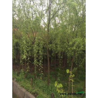 江蘇信息紅葉小檗