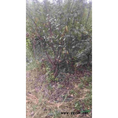 紅葉小檗行情報價\紅葉小檗圖片展示