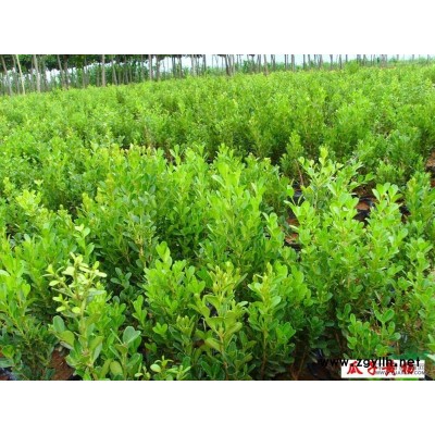 銀邊八仙花行情報價\銀邊八仙花圖片展示