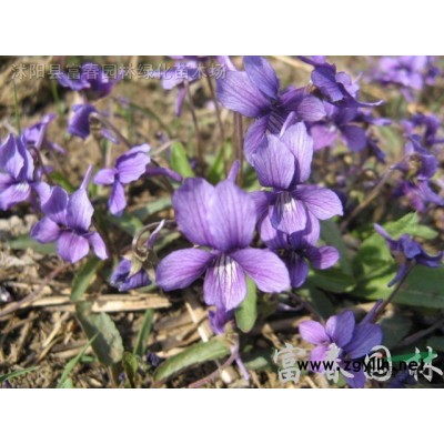 苗圃出售五彩錦帶 高桿五彩錦帶 花色豐富絢麗多彩 株型飽滿(mǎn)長(zhǎng)勢(shì)喜人 直徑2-12公分規(guī)格*歡迎來(lái)電