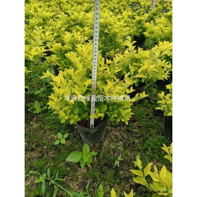 福建木槿介紹/特征/用途