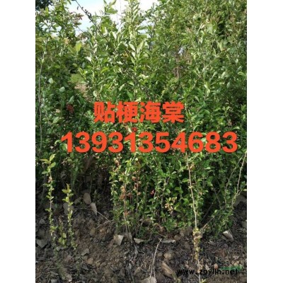 河北定州奧美供應(yīng)80-120公分高，4-6分枝的紅王子錦帶