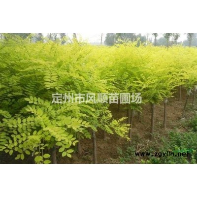 河北木槿 獨桿木槿地徑3-6公分