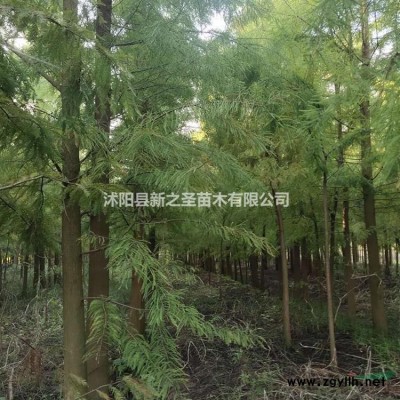 批發基地木槿樹--木槿樹苗