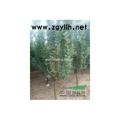 木槿價格 8公分木槿10公分木槿報價表 綠化苗木