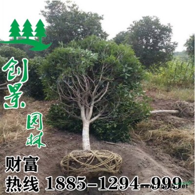 【紫荊花】紫荊花_價(jià)格_圖片_產(chǎn)地報(bào)價(jià)表-