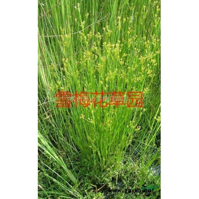 金葉蕕*新價格/金葉蕕報價