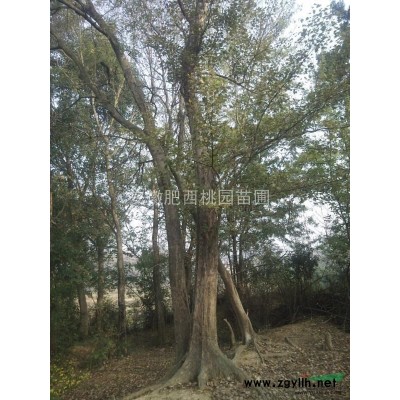 紫荊，紅花紫荊，叢生紫荊，高干紫荊，巨紫荊，紅葉紫荊